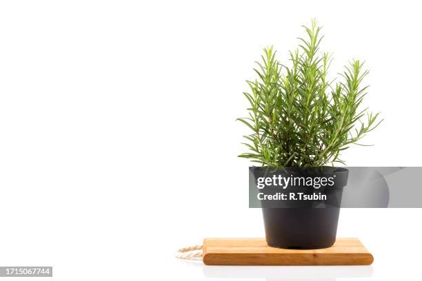 rosemary inside a black pot - rosemary stock pictures, royalty-free photos & images