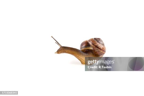 garden snail ,isolated on white - slow stock-fotos und bilder