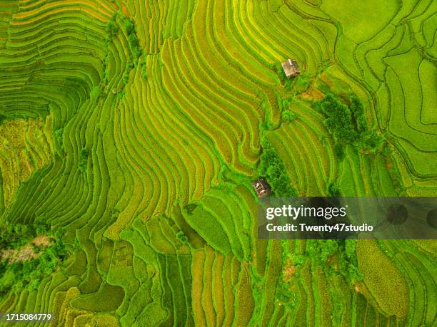 Rice View 5,384 Rice Top View Stock Photos, High-Res Pictures, and Images - Getty ...