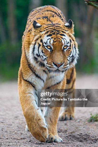 walking tigress - siberian tiger stock pictures, royalty-free photos & images