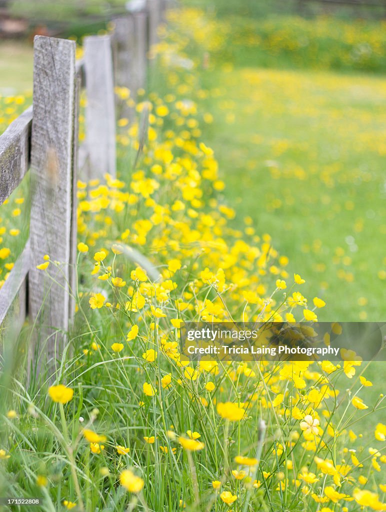 Buttercups and wooden fence.