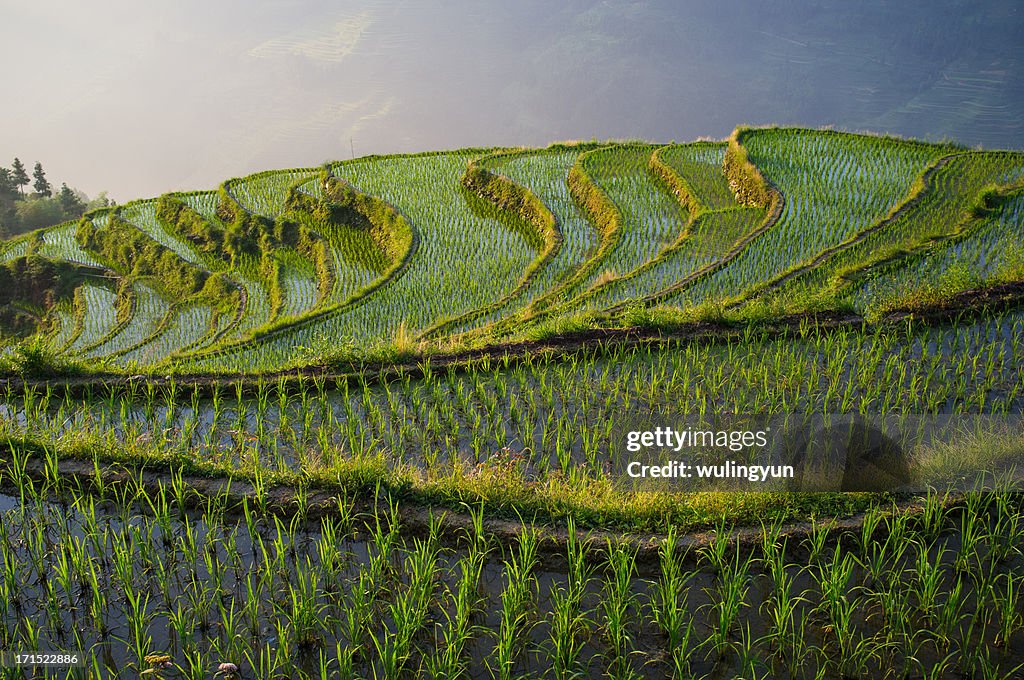 Terraces in season of rice transplanting