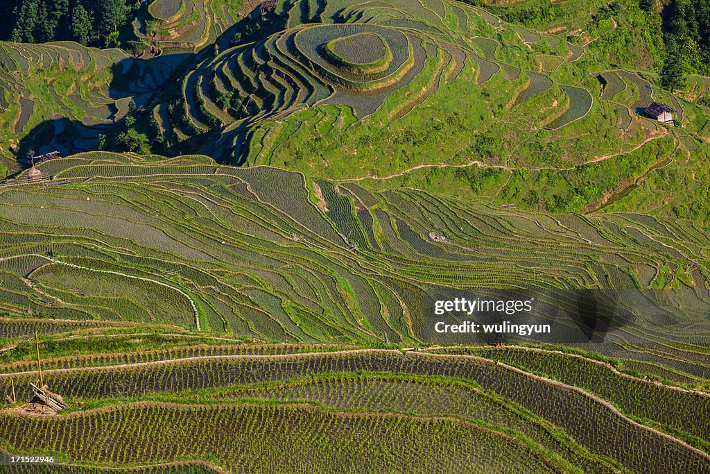 Terraces in season of rice transplanting