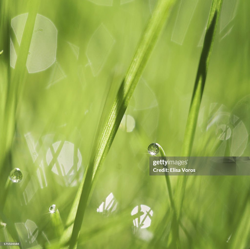 Starry Morning Dewdrops