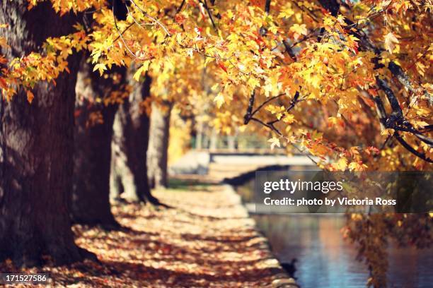 maple trees - woodstock photos et images de collection