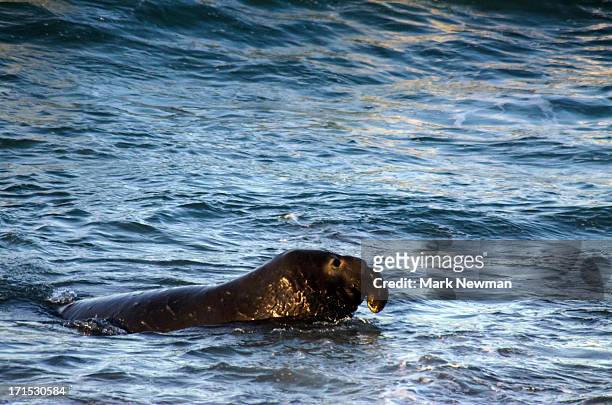 bull elephant seal swimming - northern elephant seal stock pictures, royalty-free photos & images