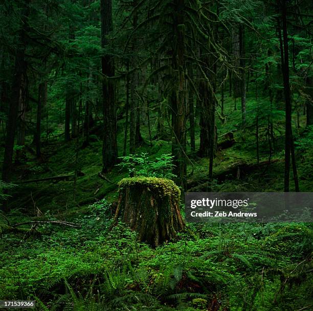 stump - musgo - fotografias e filmes do acervo