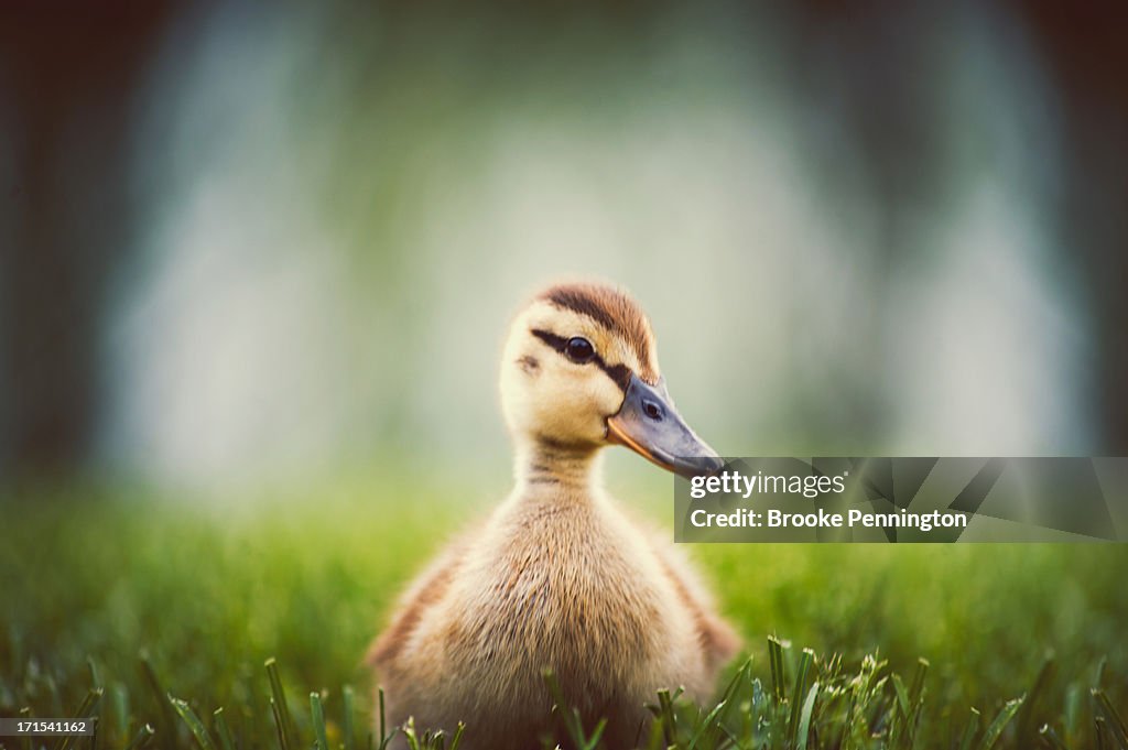 Baby Duckling