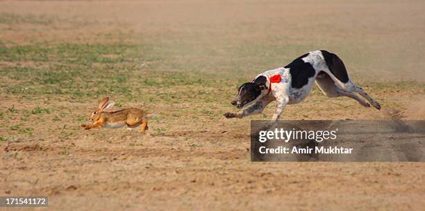 dog chasing rabbit - dust bunny stock pictures, royalty-free photos & images