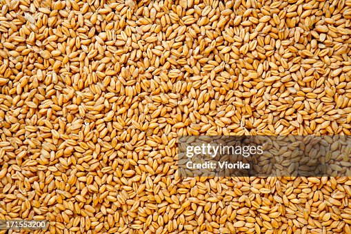 Wheat berries background. Wheat berries background.
