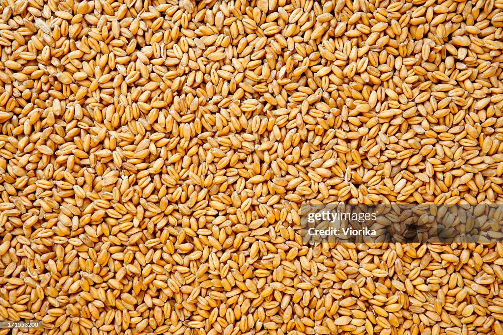 Wheat berries background.