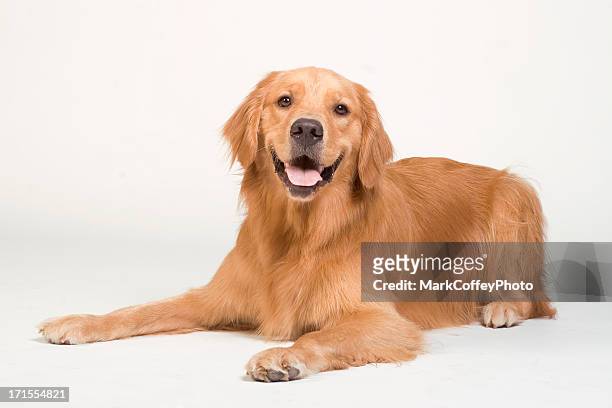 golden retriever laying down - reclining stock pictures, royalty-free photos & images