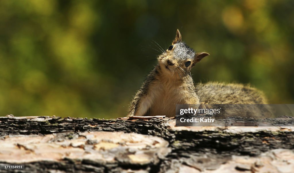 Cute Squirrel