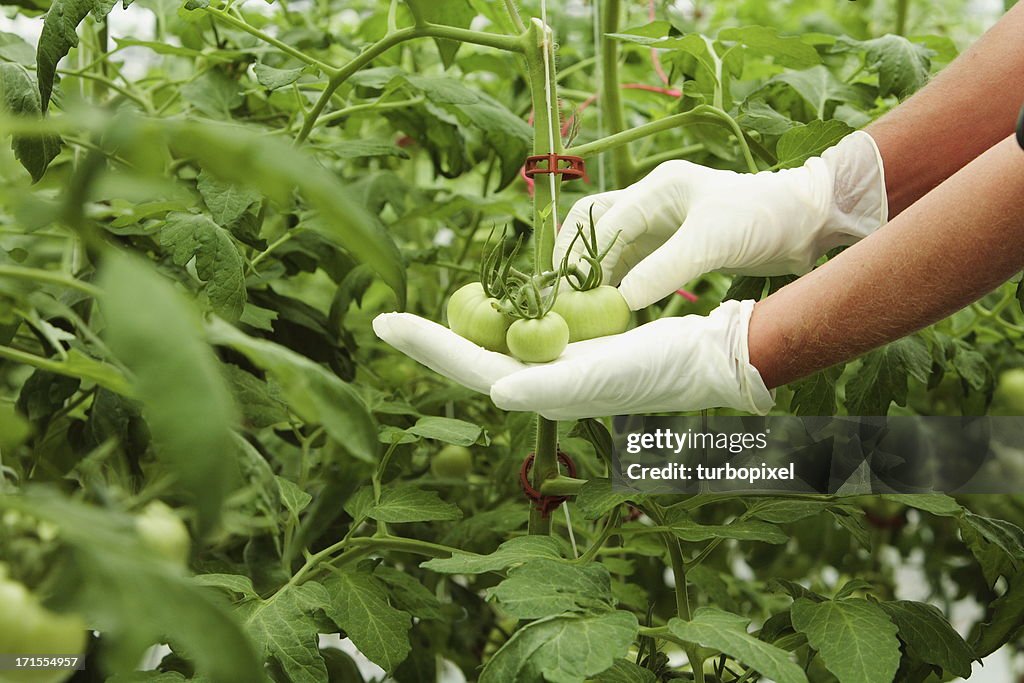 Tomato Culture