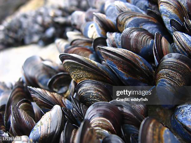 mussels 1 - mussels stock pictures, royalty-free photos & images