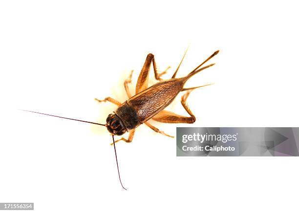 cricket sobre blanco - saltamontes fotografías e imágenes de stock