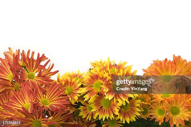 chrysanthemum flower autumn frame border, an orange seasonal plant background - chrysanthemum stock pictures, royalty-free photos & images