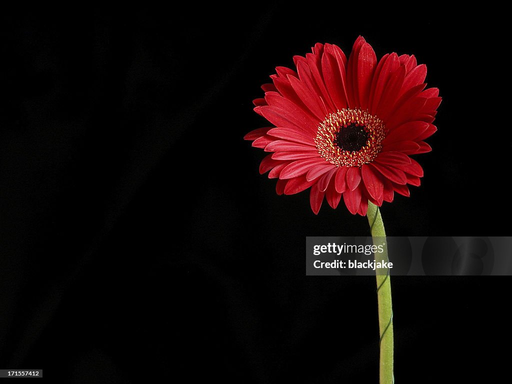 Uma Gerbera 2