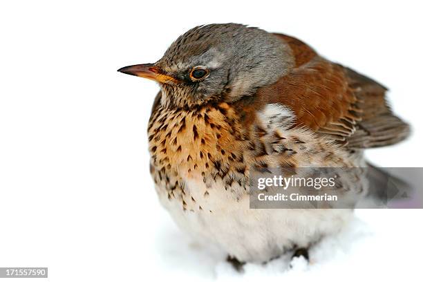 vogel in schnee - singdrossel stock-fotos und bilder
