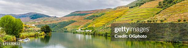 terraced vineyards and olive groves along the douro river. - douro river bildbanksfoton och bilder