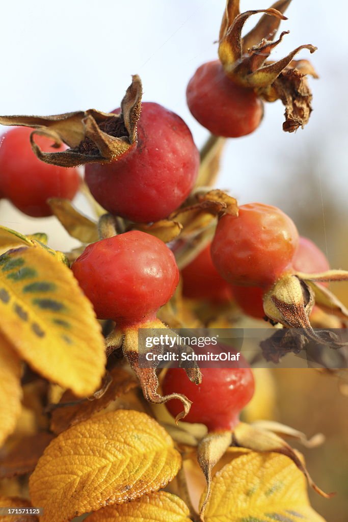 Red rose hip