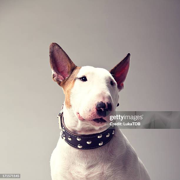 bull terrier - bullterrier bildbanksfoton och bilder