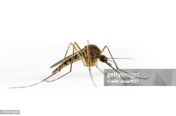 aedes mosquito - mosquito stock pictures, royalty-free photos & images