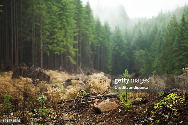 angemeldet regrowth in der - pacific northwest usa stock-fotos und bilder