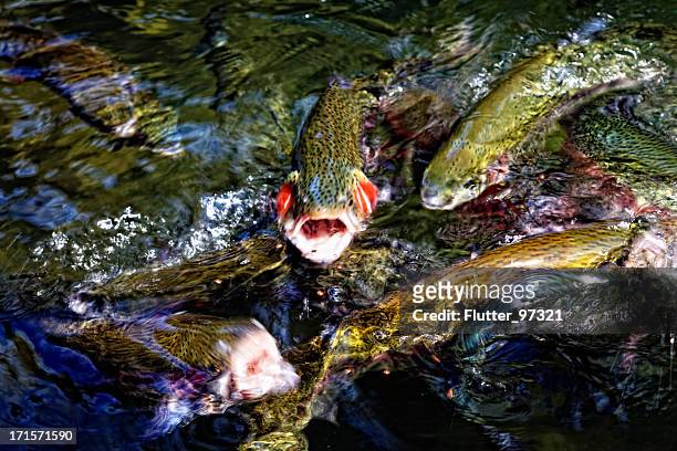 chow time trout - hatchery stock pictures, royalty-free photos & images