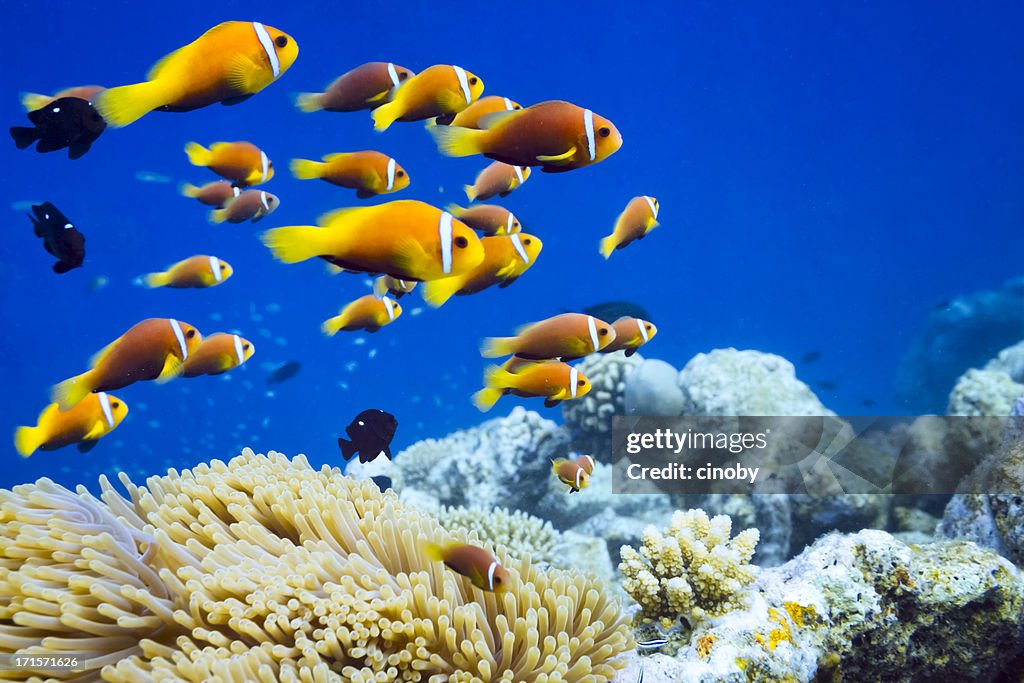 Clown fish in Anemone