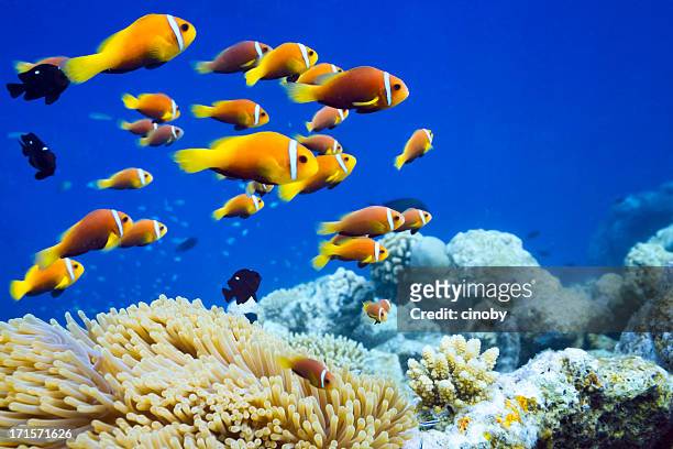 clown fish in anemone - royal blue stock pictures, royalty-free photos & images