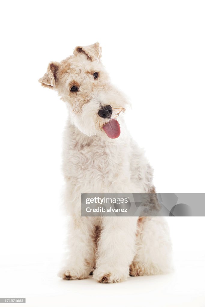 Portrait of a Fox Terrier