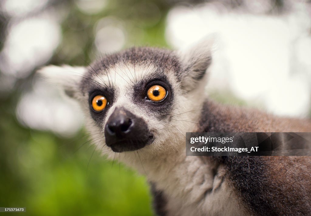 Lemure On A Tree Watching Other Animals High-Res Stock Photo - Getty Images