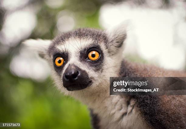 lemure em uma árvore ver outros animais - madagáscar imagens e fotografias de stock