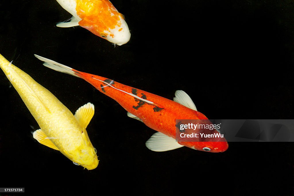 Three kai carp in a pond