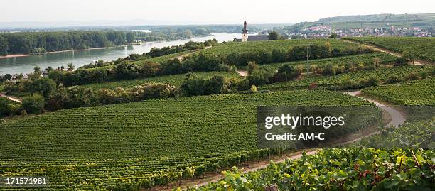 nierstein, vineyards, rhine river, rhein , germany - nierstein stock pictures, royalty-free photos & images
