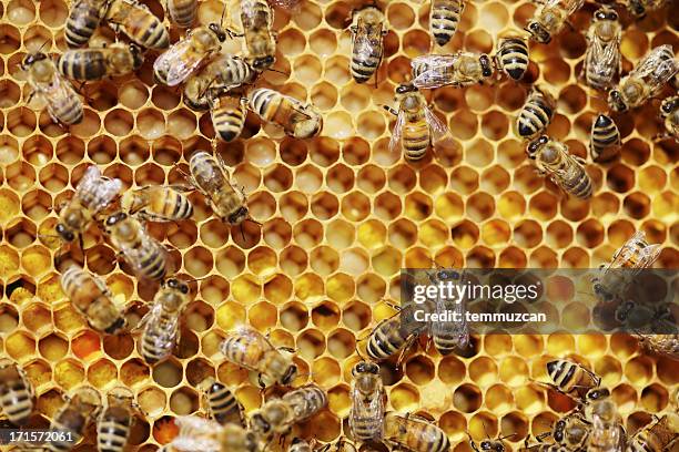 ビーズ - bee hive ストックフォトと画像