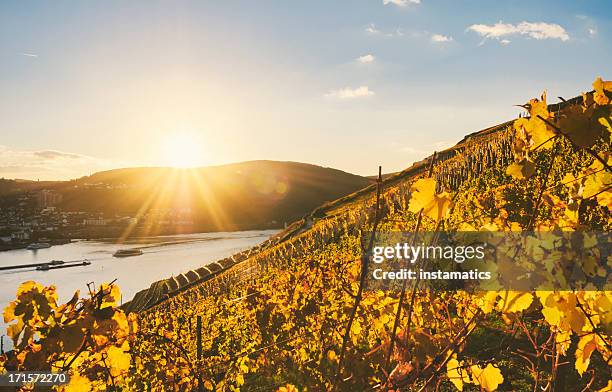 sonnenuntergang in einer herbstlichen vineyard am rhein - hessen deutschland stock-fotos und bilder