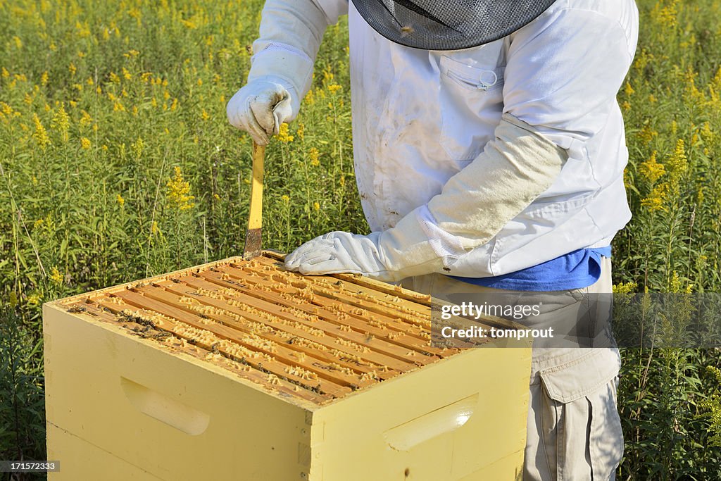 Beekeeper Removing Honeycombs