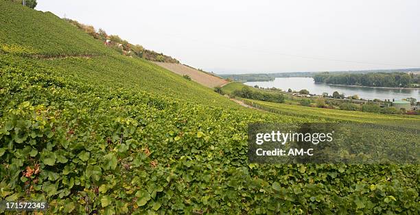 nierstein, vineyards, riesling, rhine river, rhine, germany - nierstein stock pictures, royalty-free photos & images