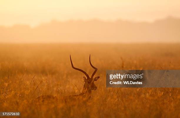 alba impala - impala foto e immagini stock