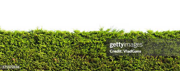 tropisches grün hecke über mauer - hecke stock-fotos und bilder