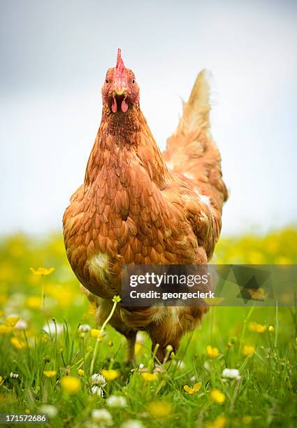 hen auf einer wiese - galliformes stock-fotos und bilder