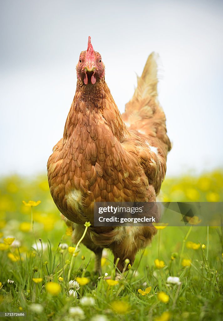 Hen in a Meadow