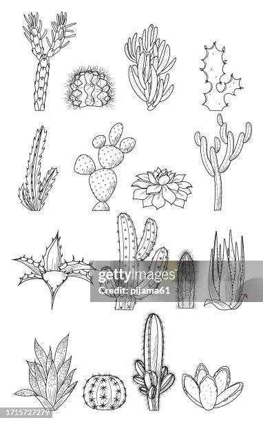 set of green home plants in pots and cacti. - cactus stock illustrations