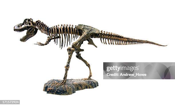 ティラノサウルスレックススケルト�ン - 動物の骸骨 ストックフォトと画像
