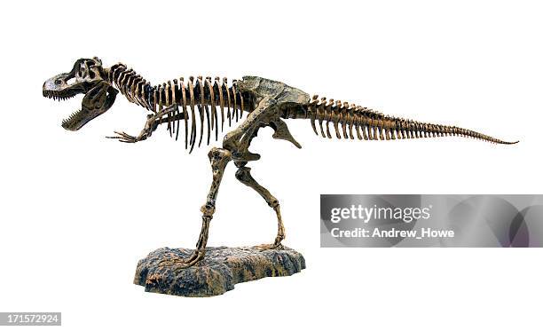 tyrannosaurus rex skeleton - dinosaur skeleton stockfoto's en -beelden