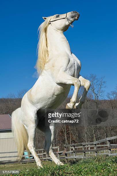 white horse rearing up - horse rearing up stockfoto's en -beelden