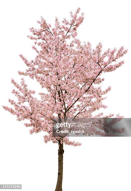 flores de primavera rosa árbol aislado sobre blanco - florecer fotografías e imágenes de stock