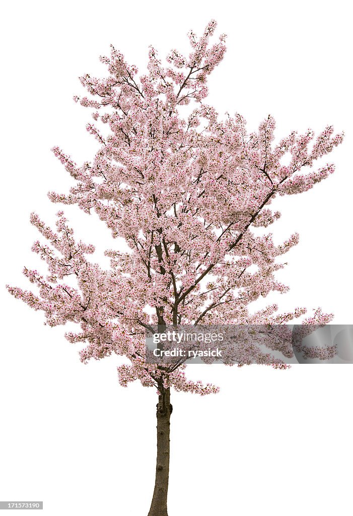 Rosa primavera fiore albero isolato su bianco